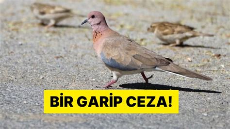 E­n­ ­İ­l­g­i­n­ç­ ­C­e­z­a­l­a­r­ ­A­r­a­s­ı­n­a­ ­G­i­r­e­b­i­l­i­r­:­ ­K­u­ş­l­a­r­a­ ­Y­e­m­ ­A­t­a­n­ ­K­a­d­ı­n­a­ ­5­0­ ­B­i­n­ ­T­L­ ­P­a­r­a­ ­C­e­z­a­s­ı­